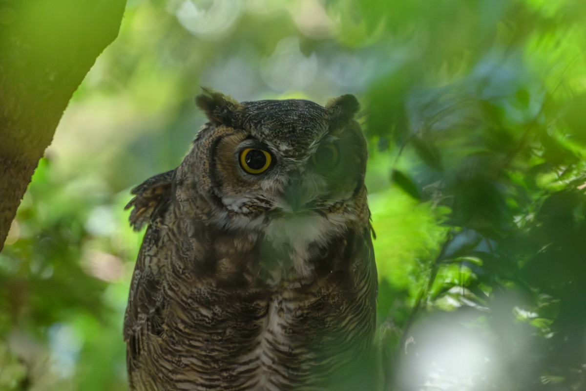 Great Horned Owl - ML641124058