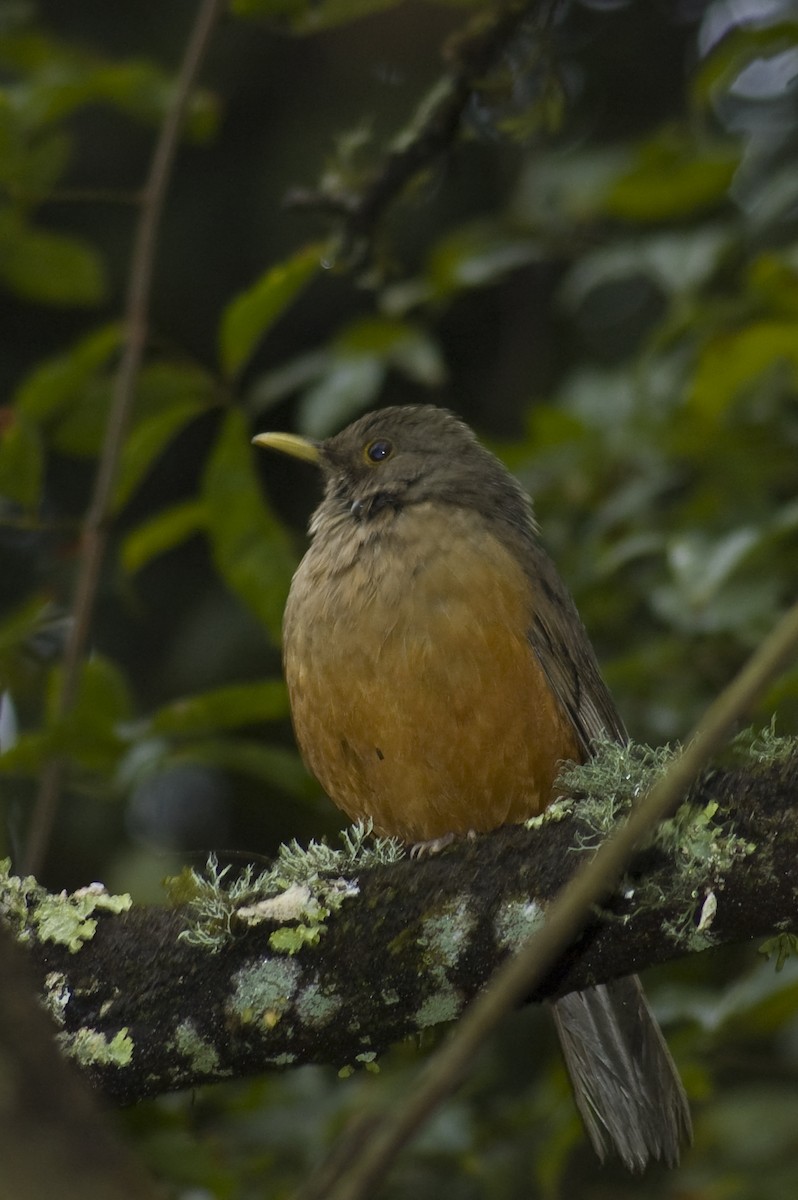 Rufous-bellied Thrush - ML641124061