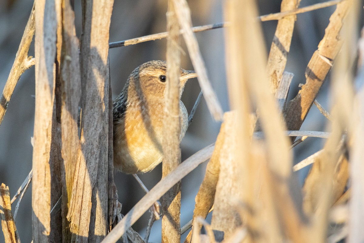 Sedge Wren - ML641124082