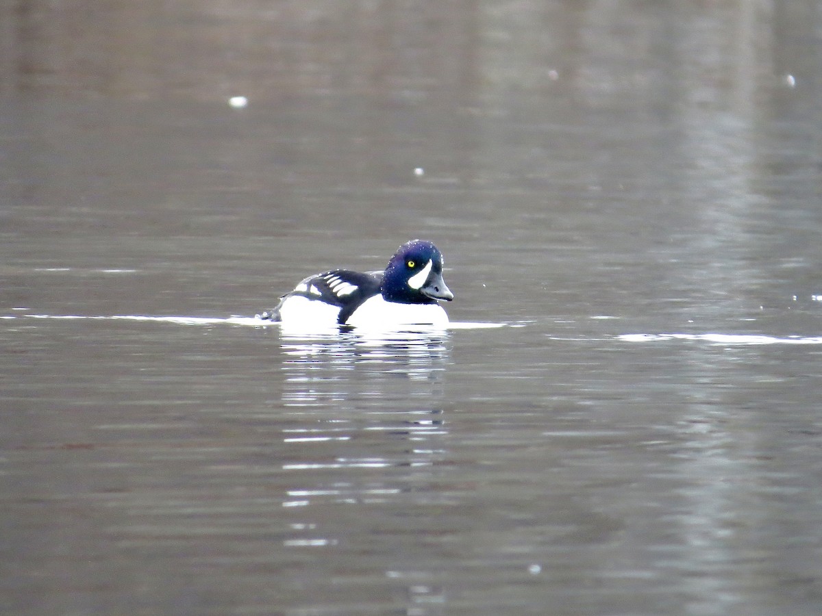 Barrow's Goldeneye - ML641124083