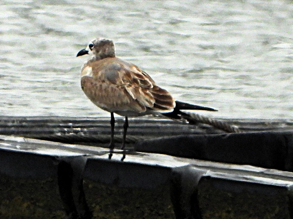 lattermåke - ML641124084