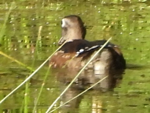 Wood Duck - ML641124086
