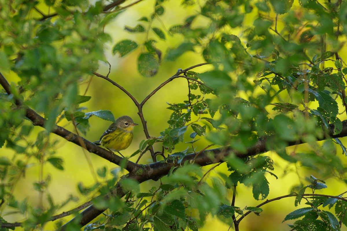 Magnolia Warbler - ML641124087