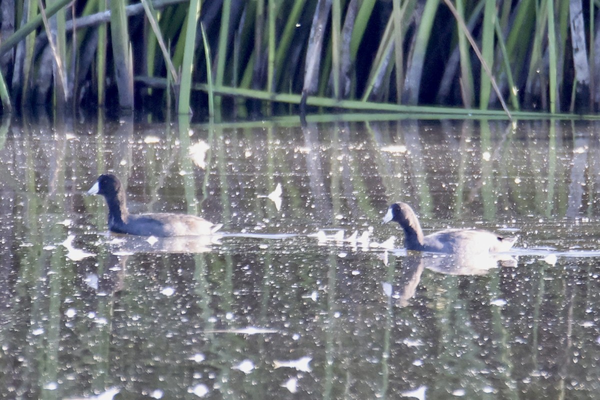 American Coot - ML641124092