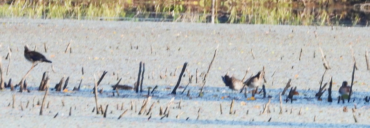 Wood Duck - ML641124122