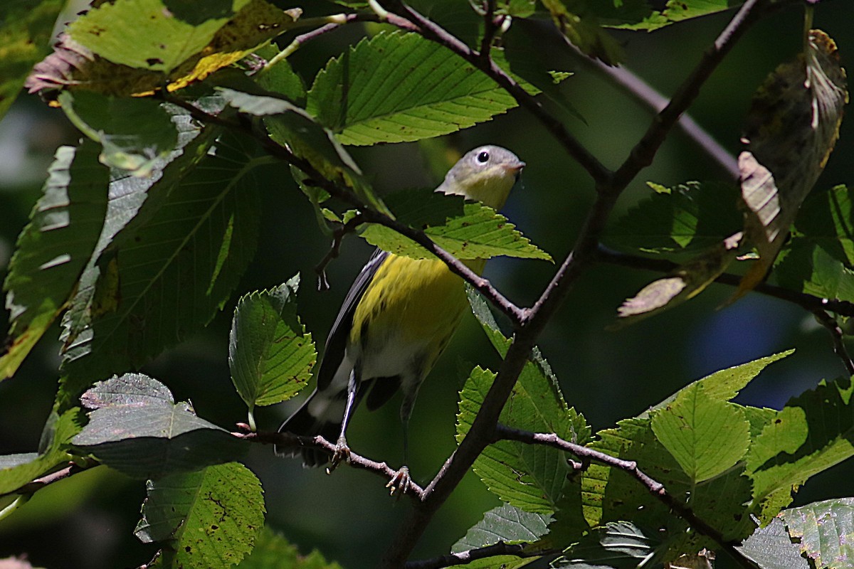 Magnolia Warbler - ML641124124