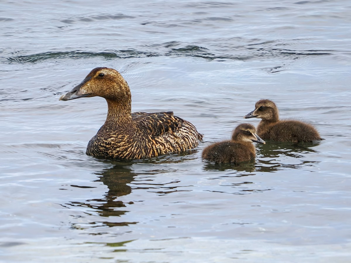 Eider arrunta - ML641124137