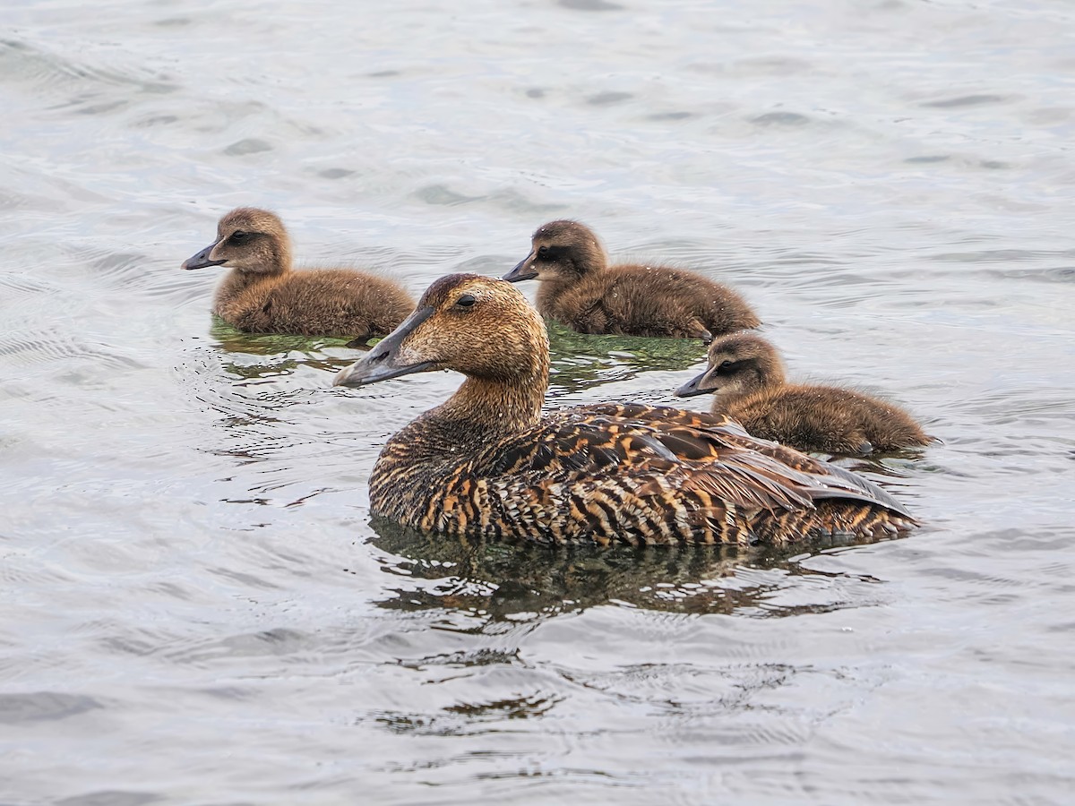 Eider arrunta - ML641124139