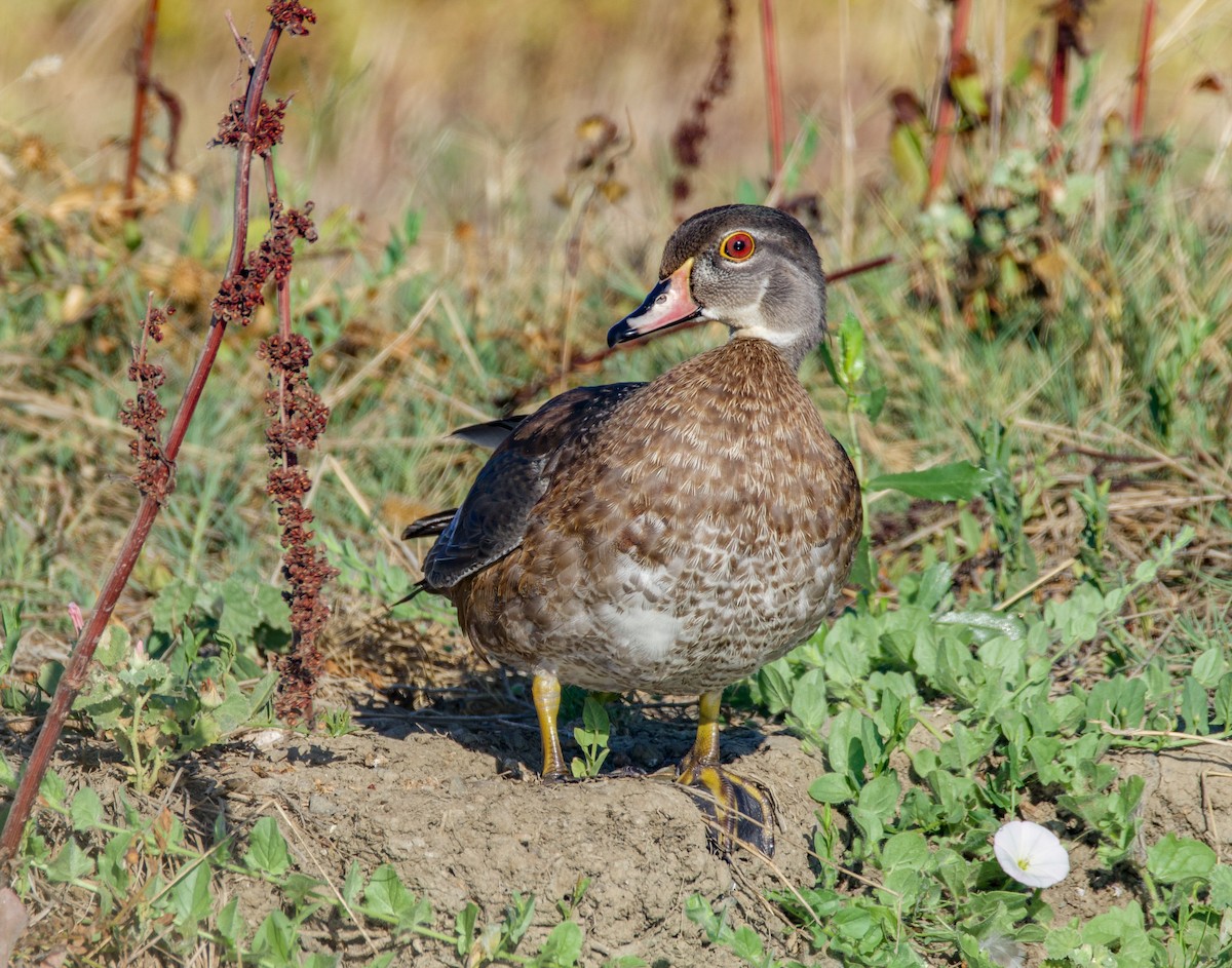 Wood Duck - ML641124155