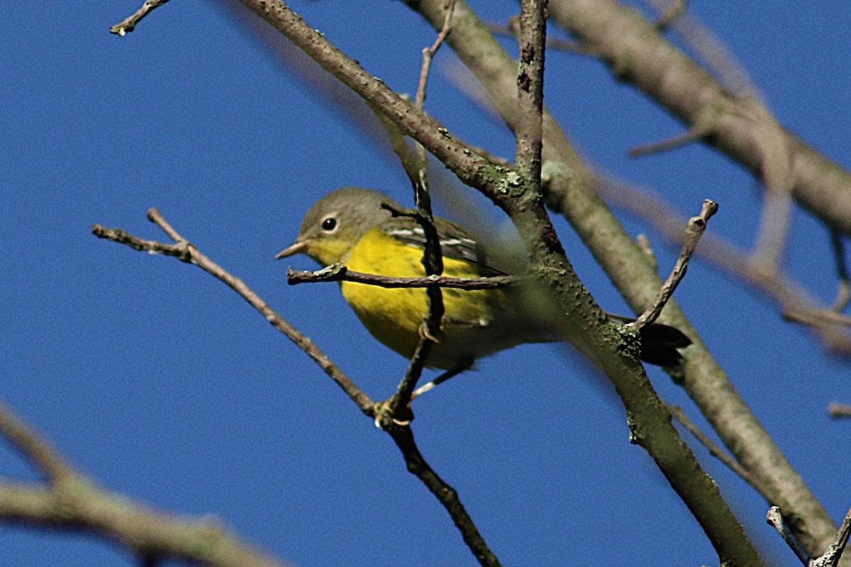 Magnolia Warbler - ML641124160