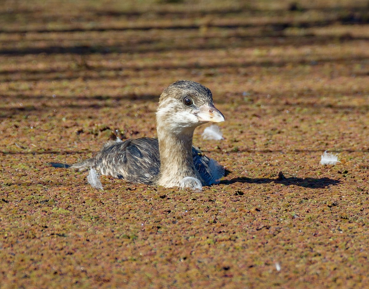 Pied-billed Grebe - ML641124174