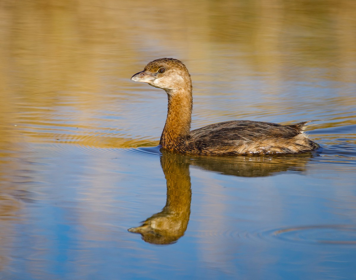 Pied-billed Grebe - ML641124176