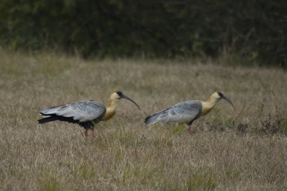 Buff-necked Ibis - ML641124180