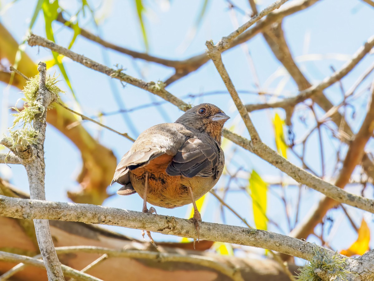California Towhee - ML641124181