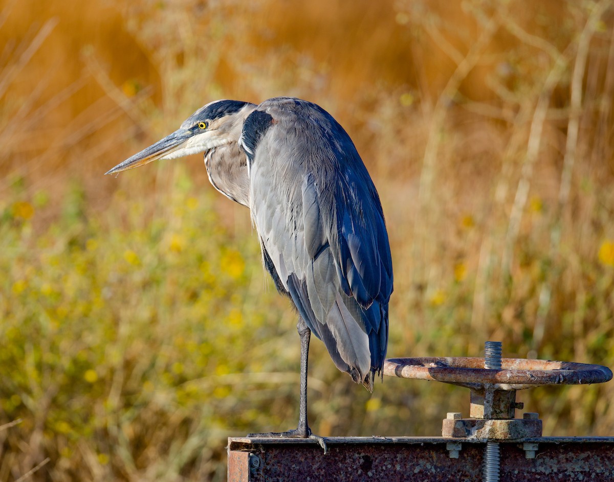 Great Blue Heron - ML641124187