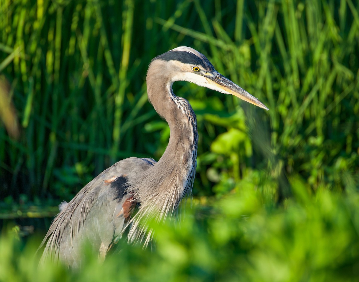 Great Blue Heron - ML641124189