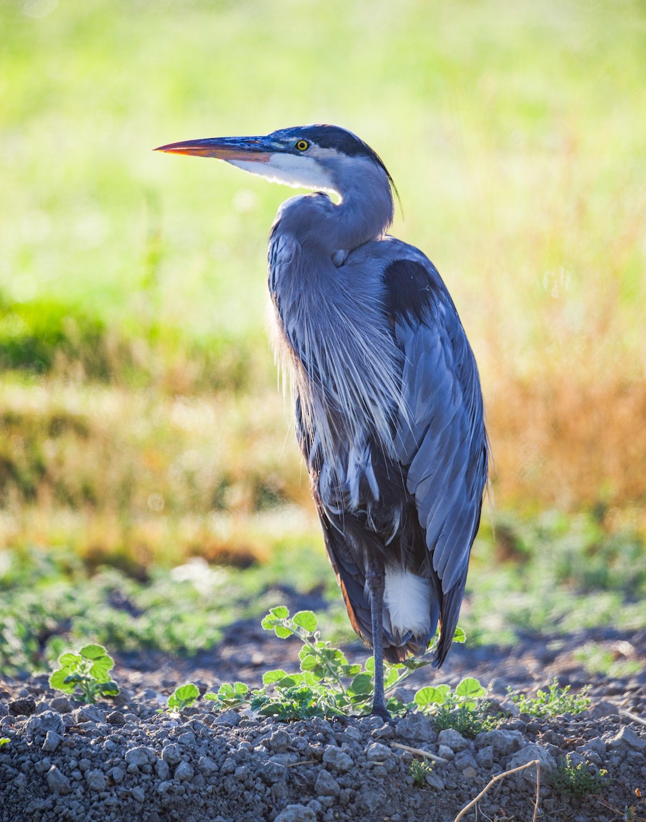 Great Blue Heron - ML641124190