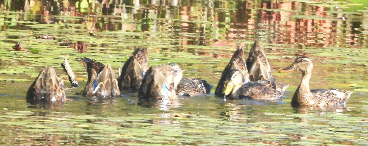 Mallard - ML641124191
