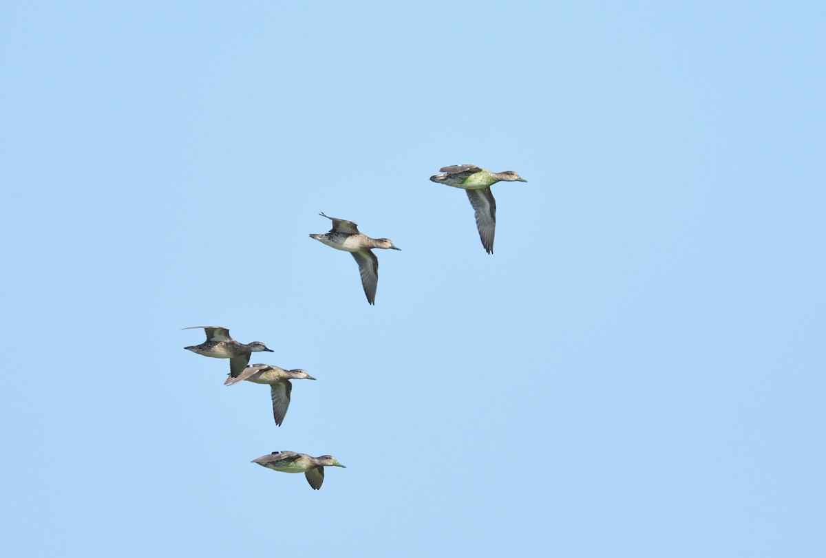 Green-winged Teal - ML641124193