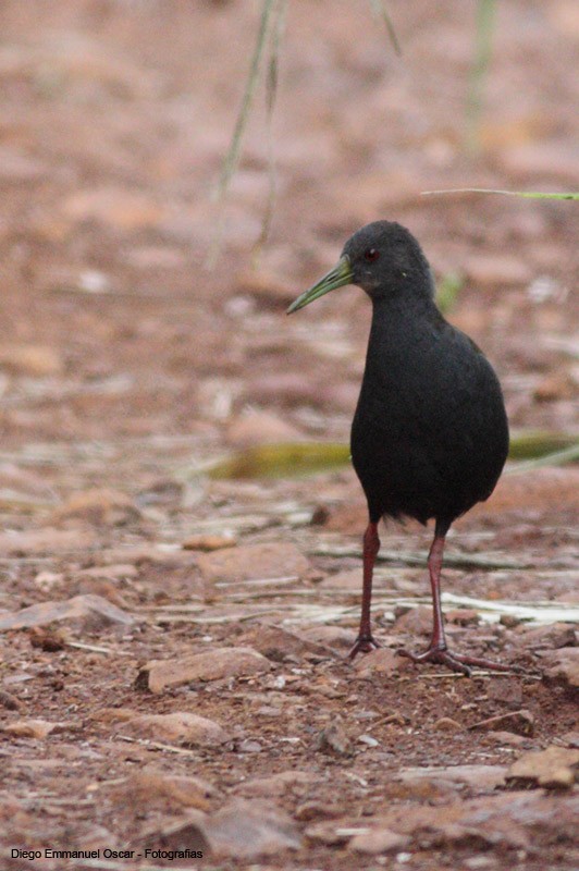 Blackish Rail - ML641124200