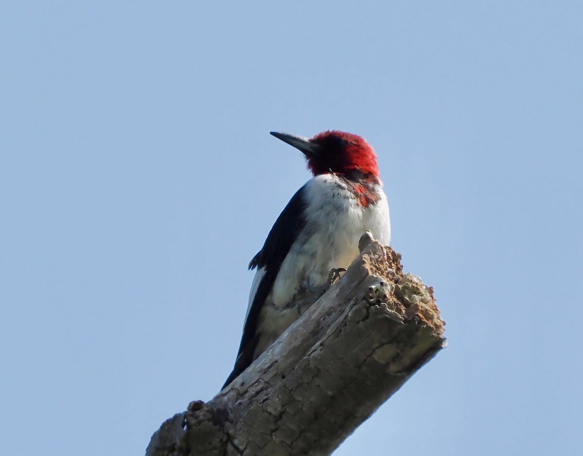 Red-headed Woodpecker - ML641124201