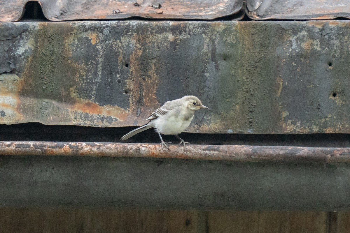 konipas bílý (ssp. alba/dukhunensis) - ML641124206