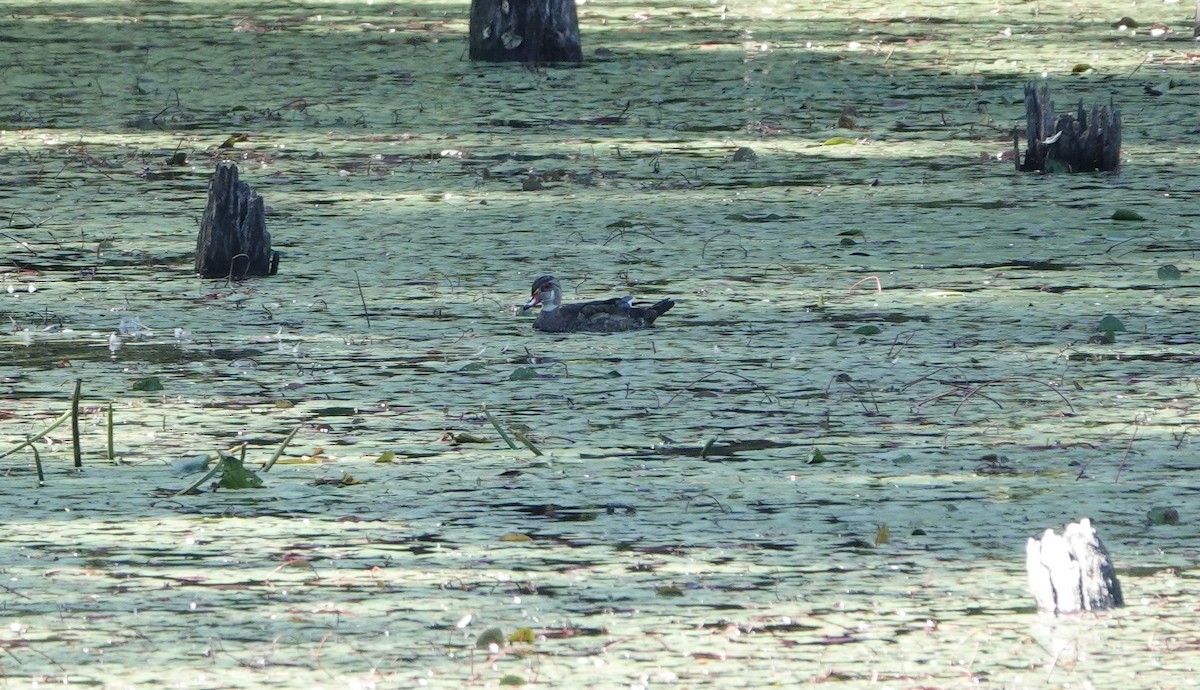 Wood Duck - ML641124209