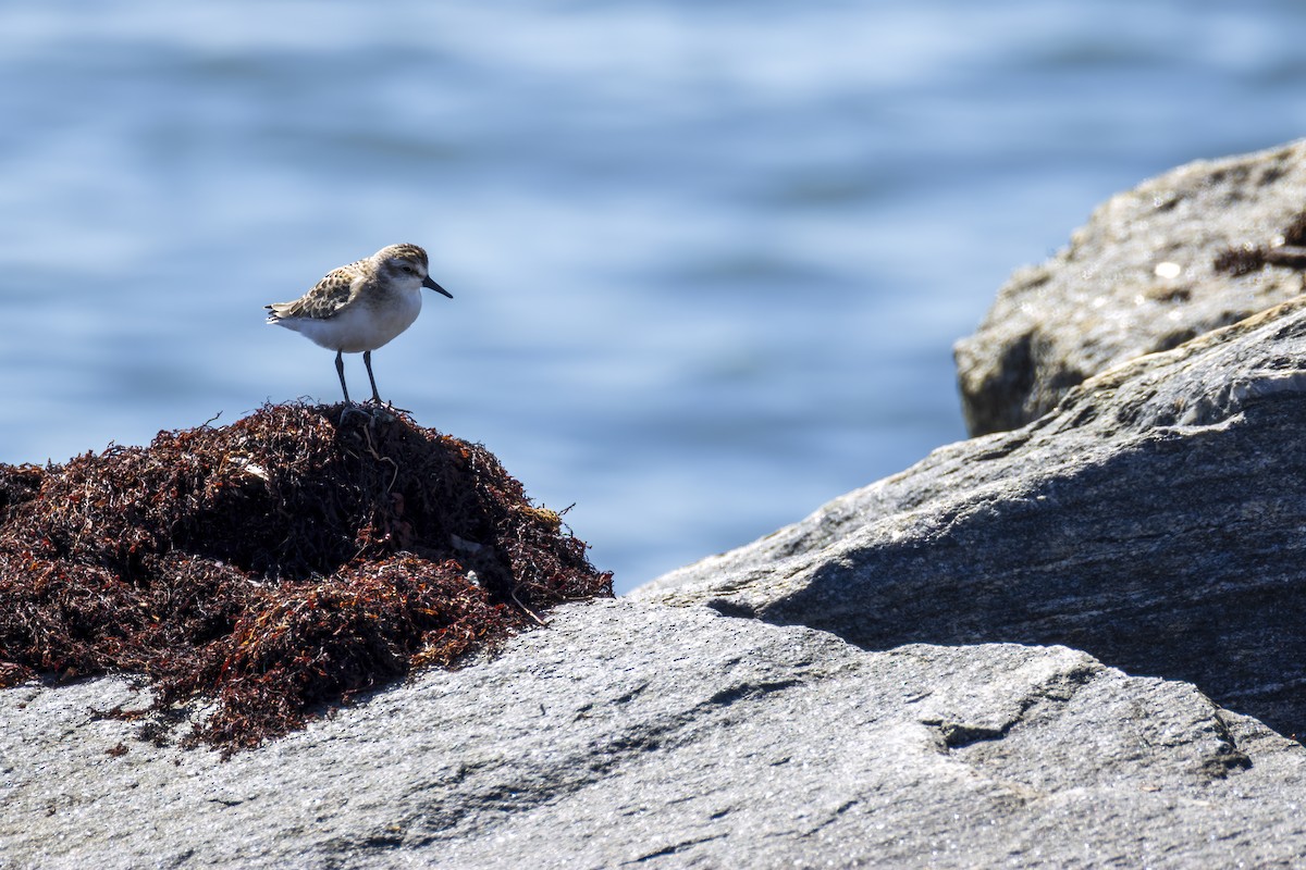 sandsnipe - ML641124247