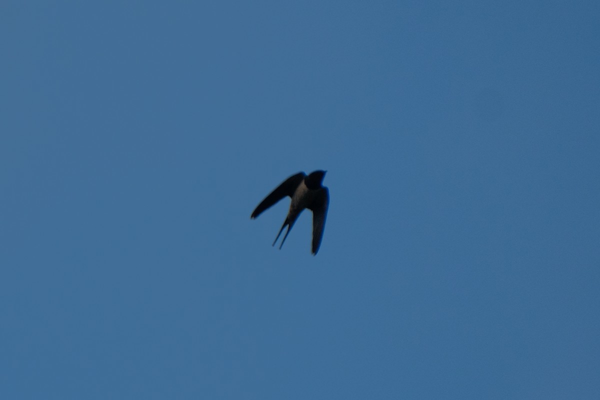 Hirondelle rustique - ML641124248