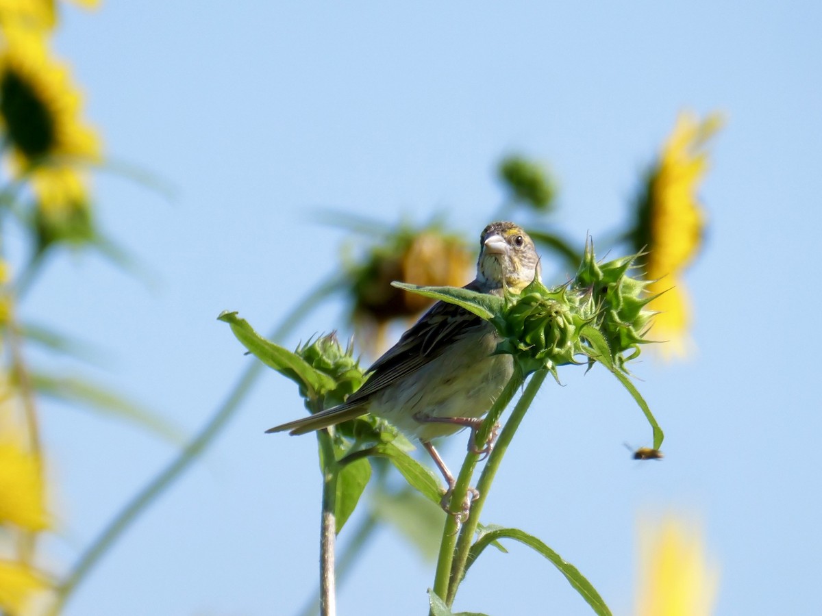 Dickcissel - ML641124262