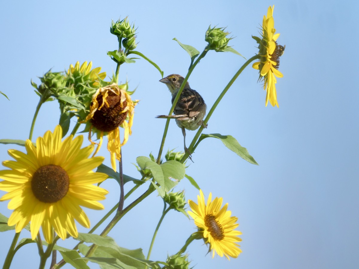 Dickcissel - ML641124263