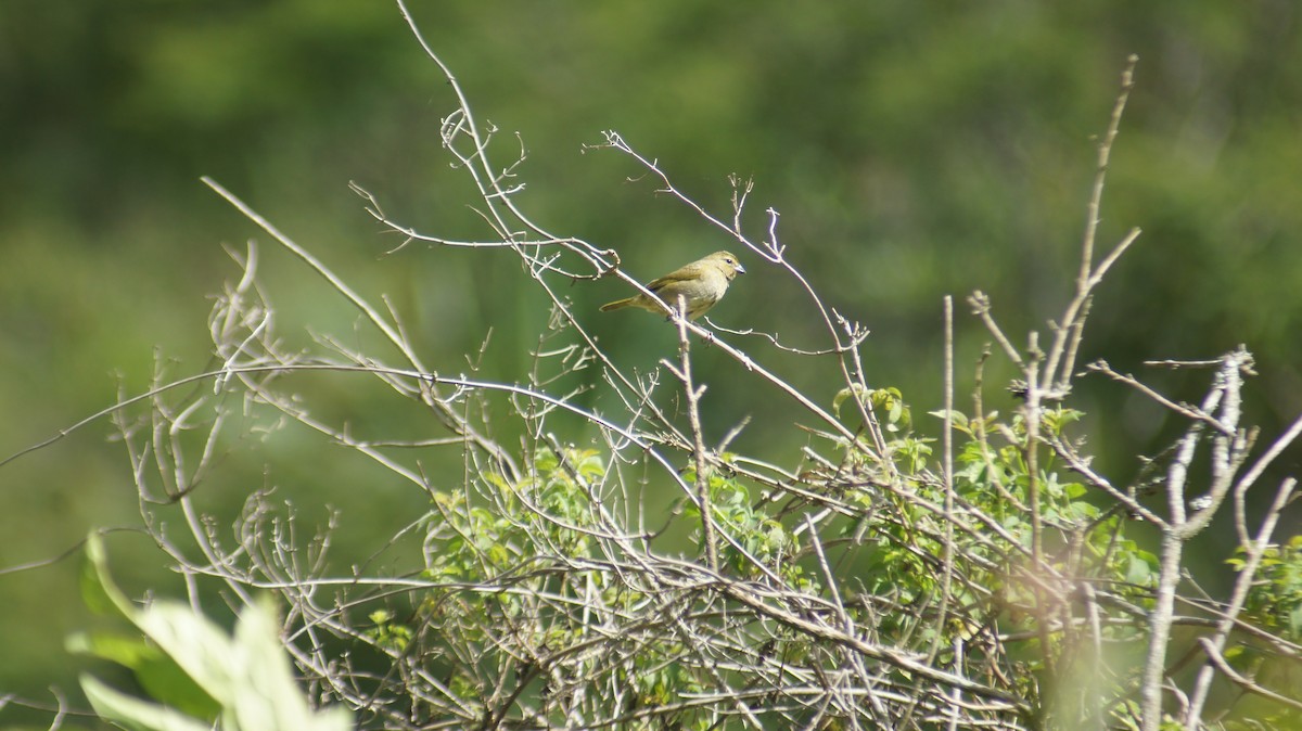 Yellow-faced Grassquit - ML641124270