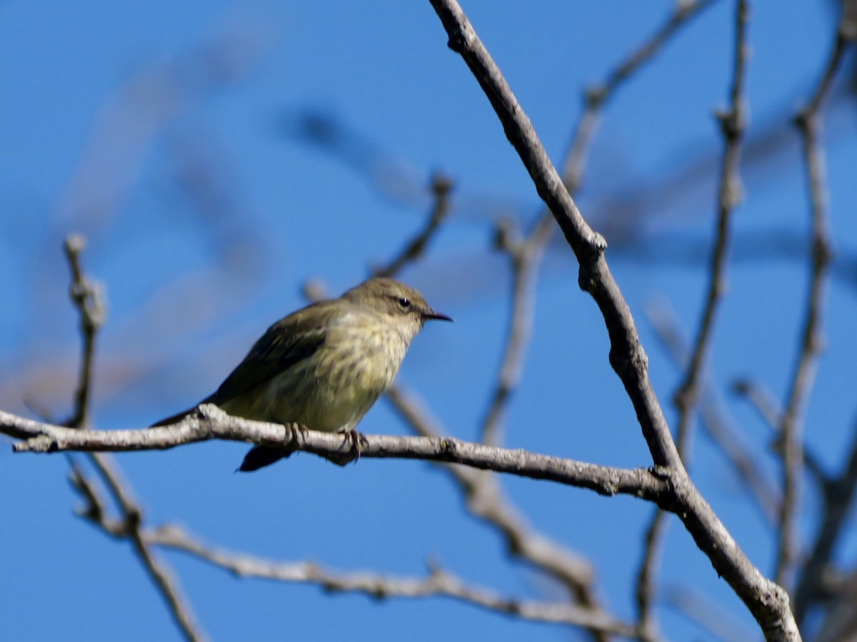 Paruline tigrée - ML641124278