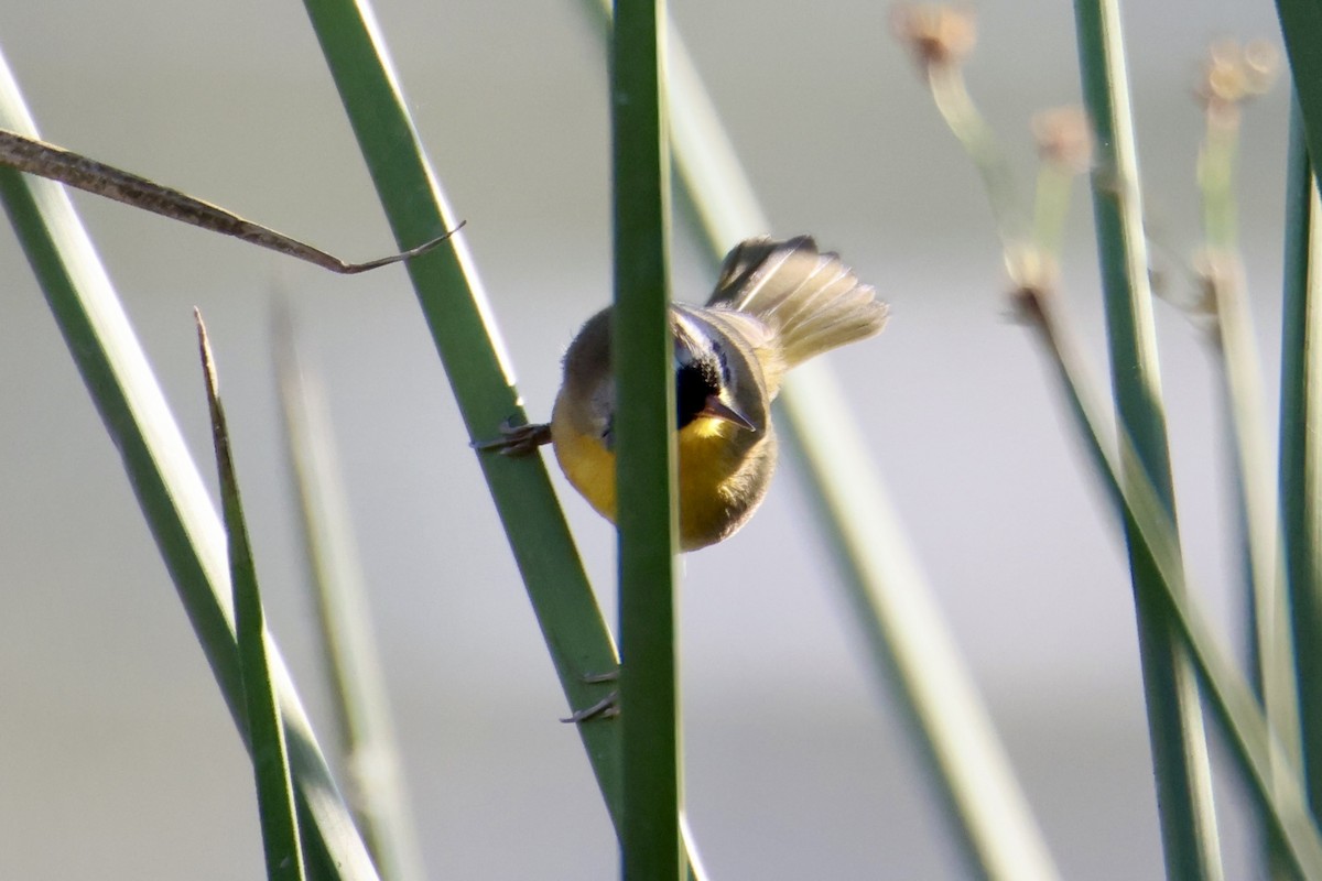Common Yellowthroat - ML641124279