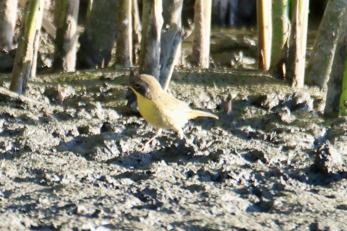 Common Yellowthroat - ML641124281