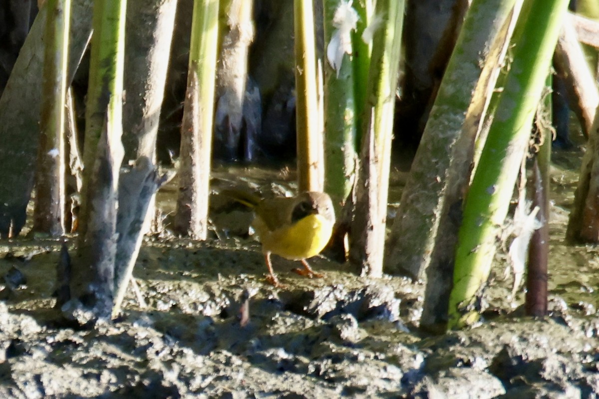 Common Yellowthroat - ML641124282