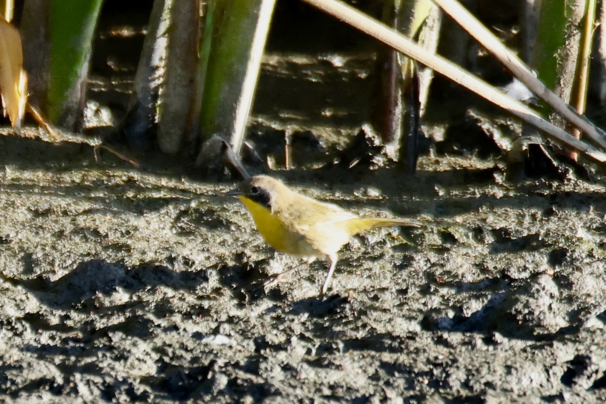 Common Yellowthroat - ML641124283