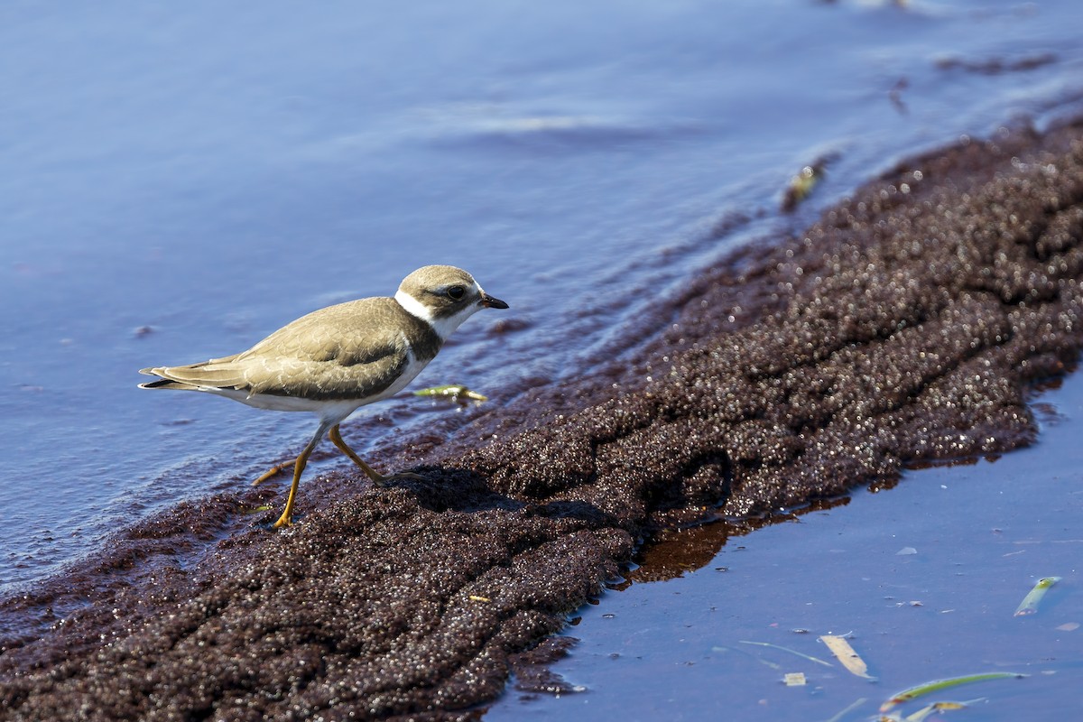 Semipalmated Plover - ML641124285