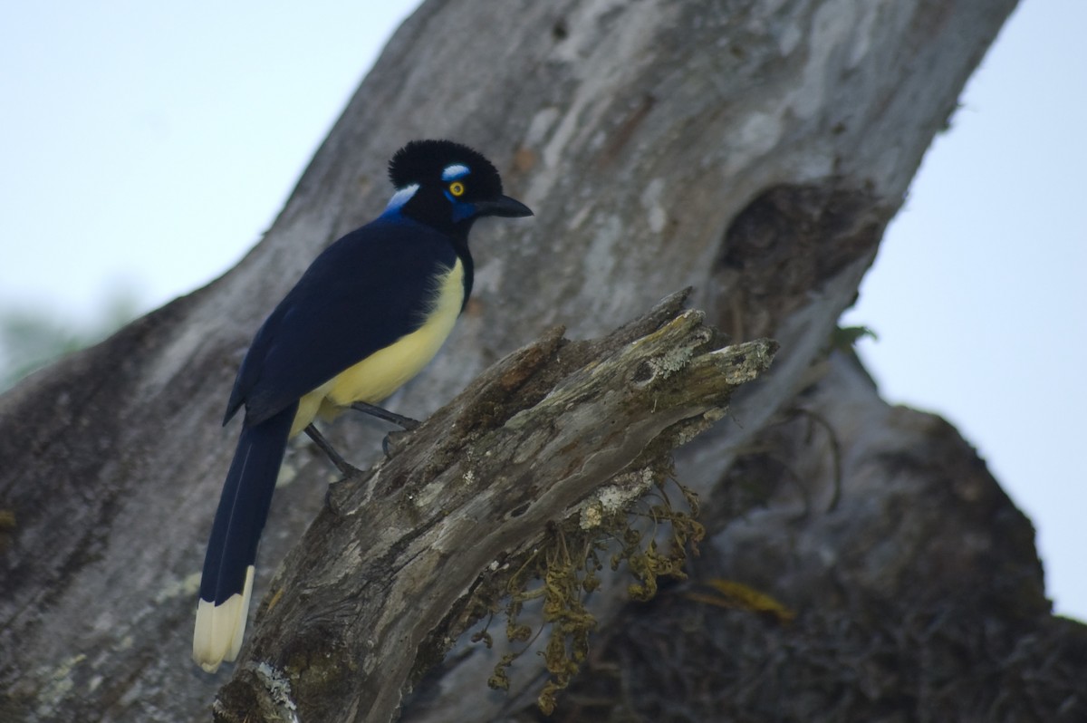 Plush-crested Jay - ML641124303