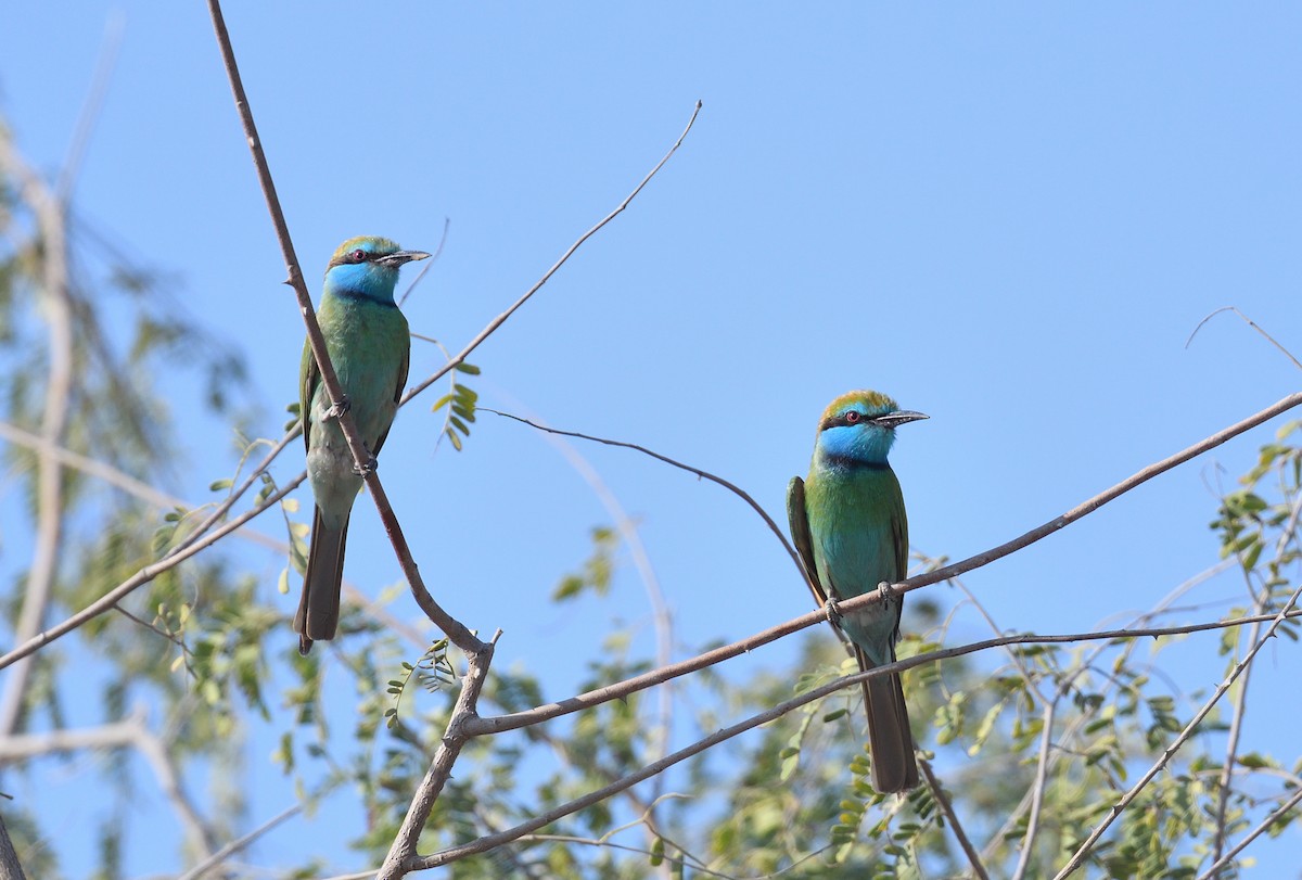 Arabian Green Bee-eater - ML641124305