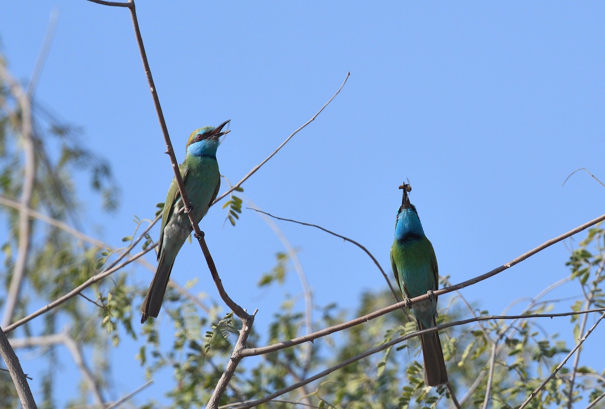 Arabian Green Bee-eater - ML641124306