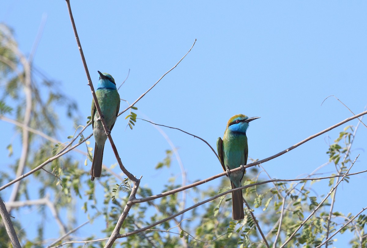 Arabian Green Bee-eater - ML641124307