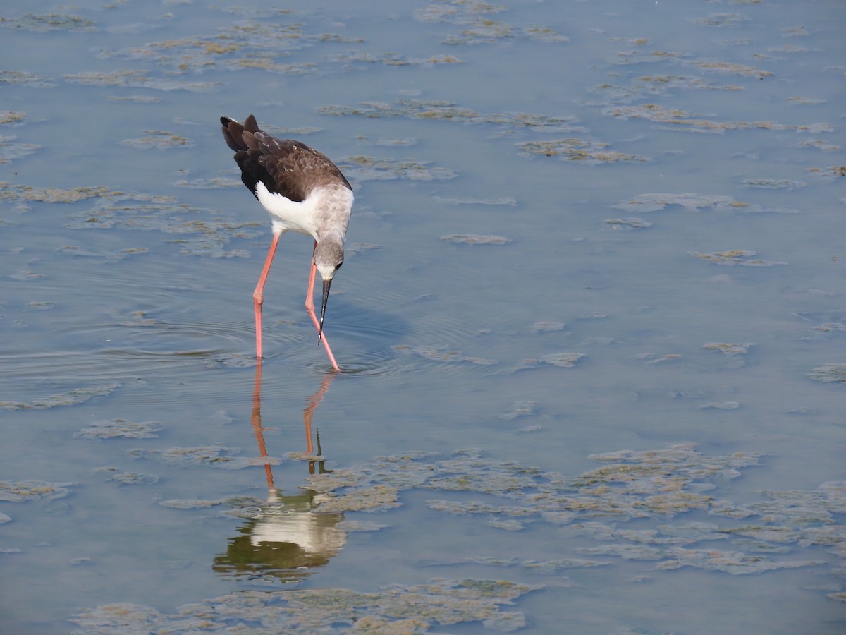 Black-winged Stilt - ML641124310