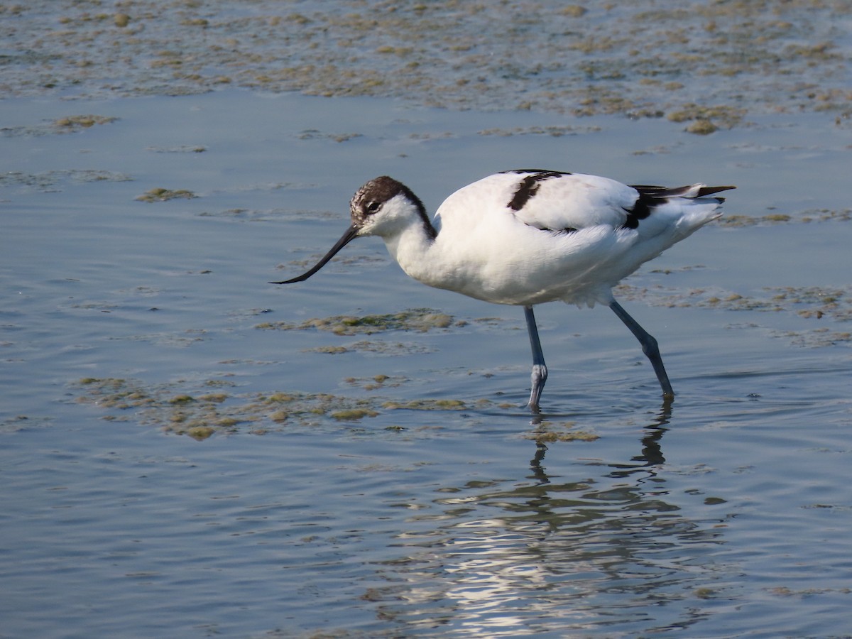 Pied Avocet - ML641124316