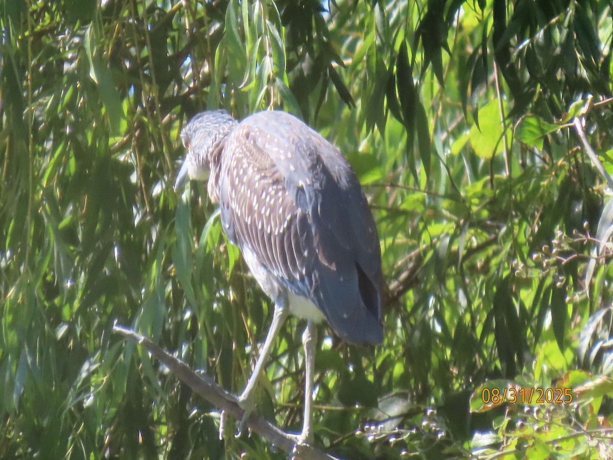 Yellow-crowned Night Heron - ML641124326