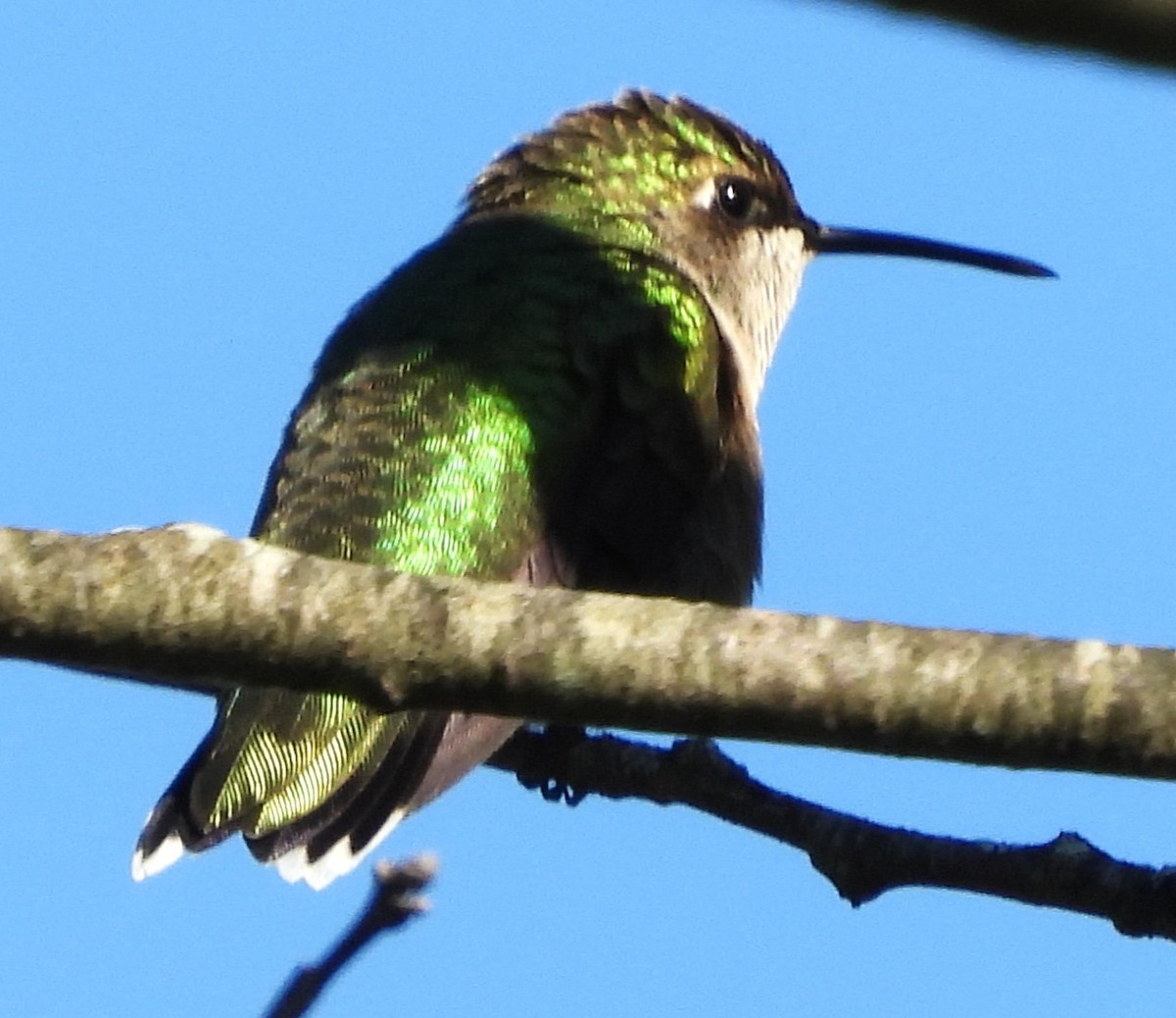 Ruby-throated Hummingbird - ML641124328