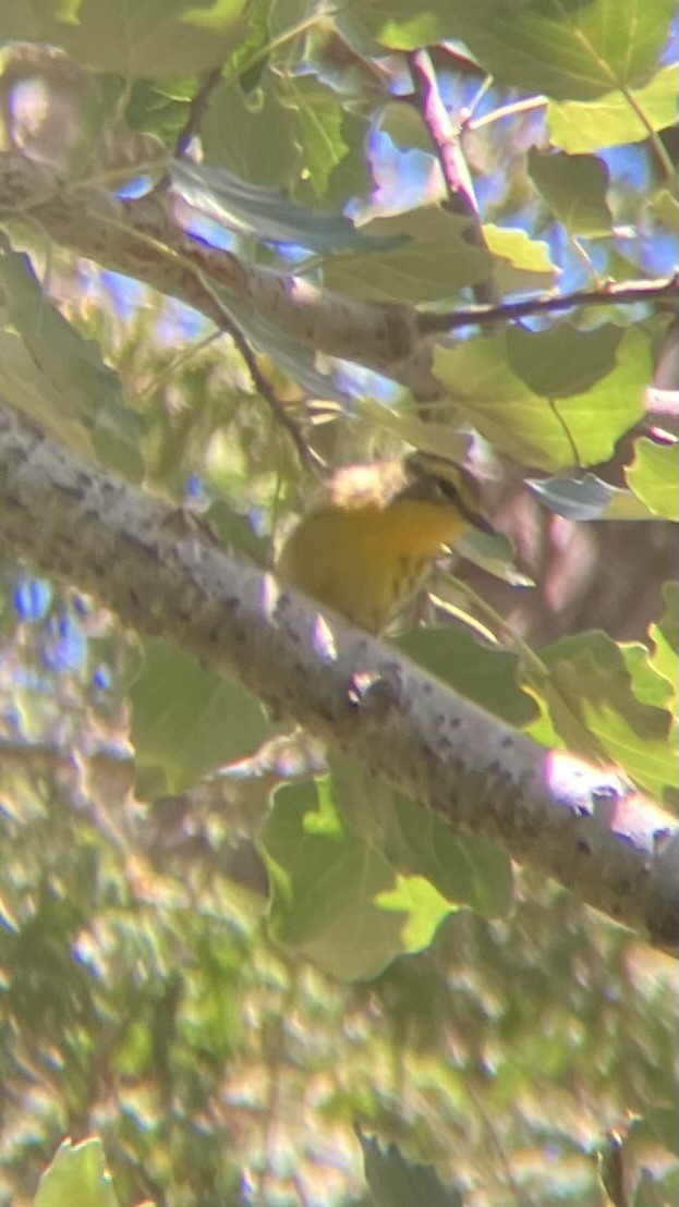 Blackburnian Warbler - ML641124331