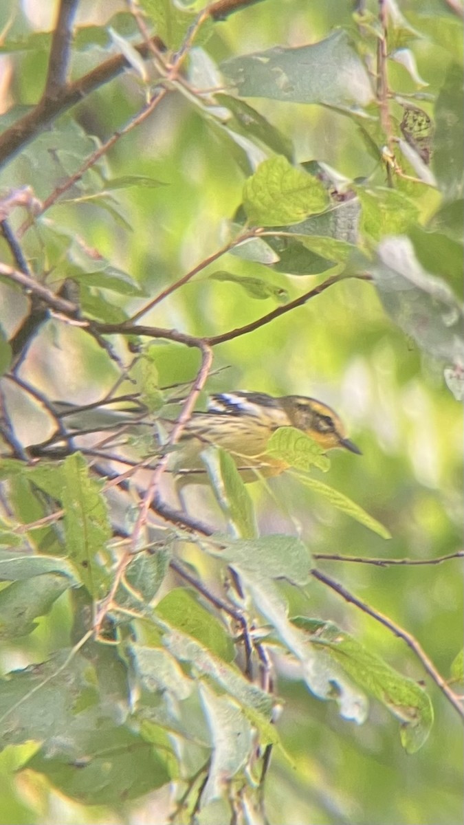 Blackburnian Warbler - ML641124332