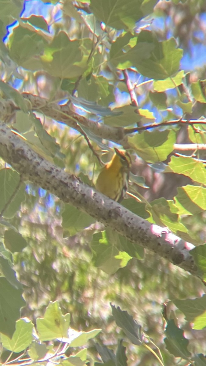 Blackburnian Warbler - ML641124333