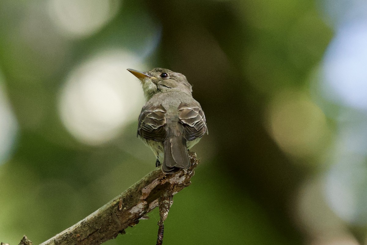 Acadian Flycatcher - ML641124346